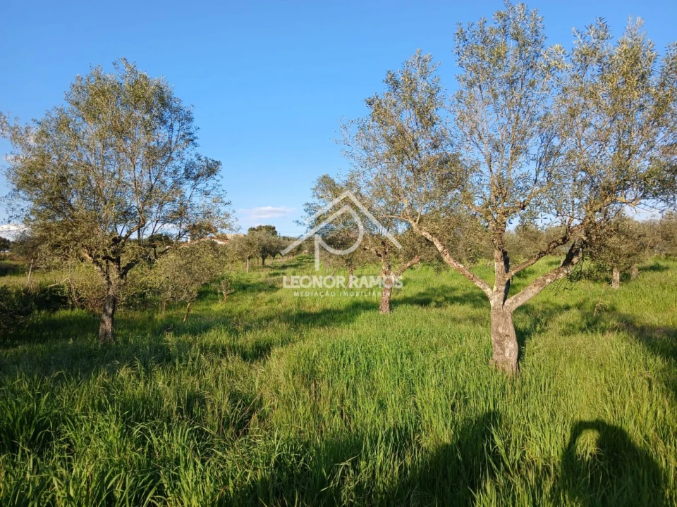 Terreno para Venda em Idanha-A-Nova e Alcafozes Foto 9
