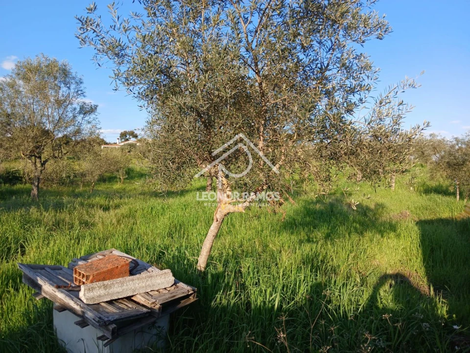 Terreno para Venda em Idanha-A-Nova e Alcafozes Foto 11
