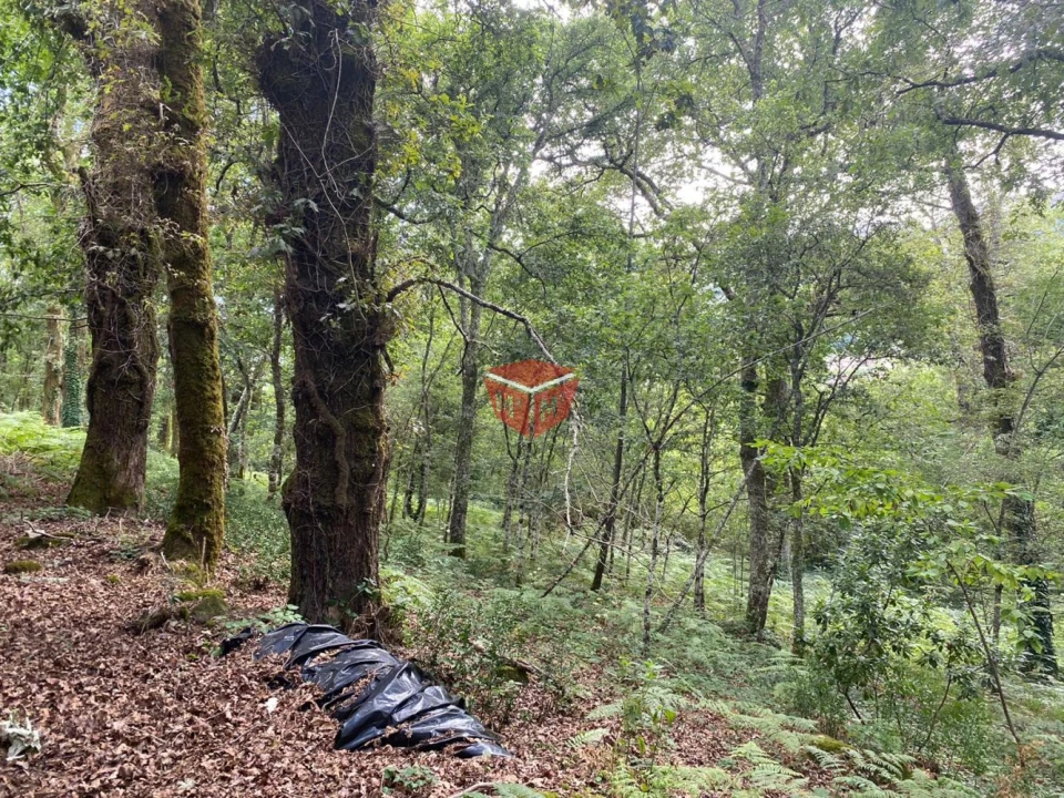 Loja para Venda em Moimenta Foto 18