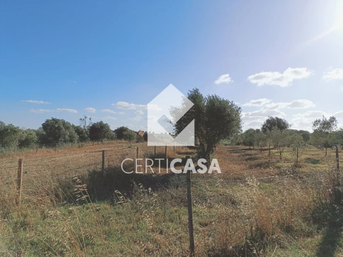 Terreno para Venda em São Vicente do Paul e Vale de Figueira Foto 3