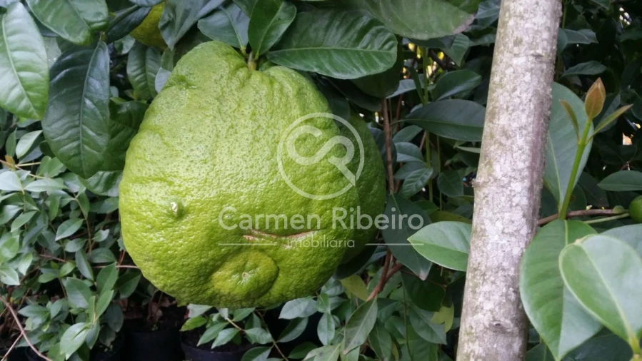Terreno para Venda em Estorãos Foto 23