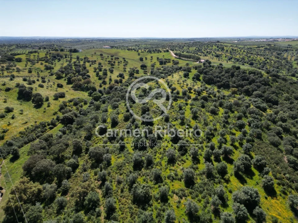 Quinta T5 para Venda em Fronteira Foto 19