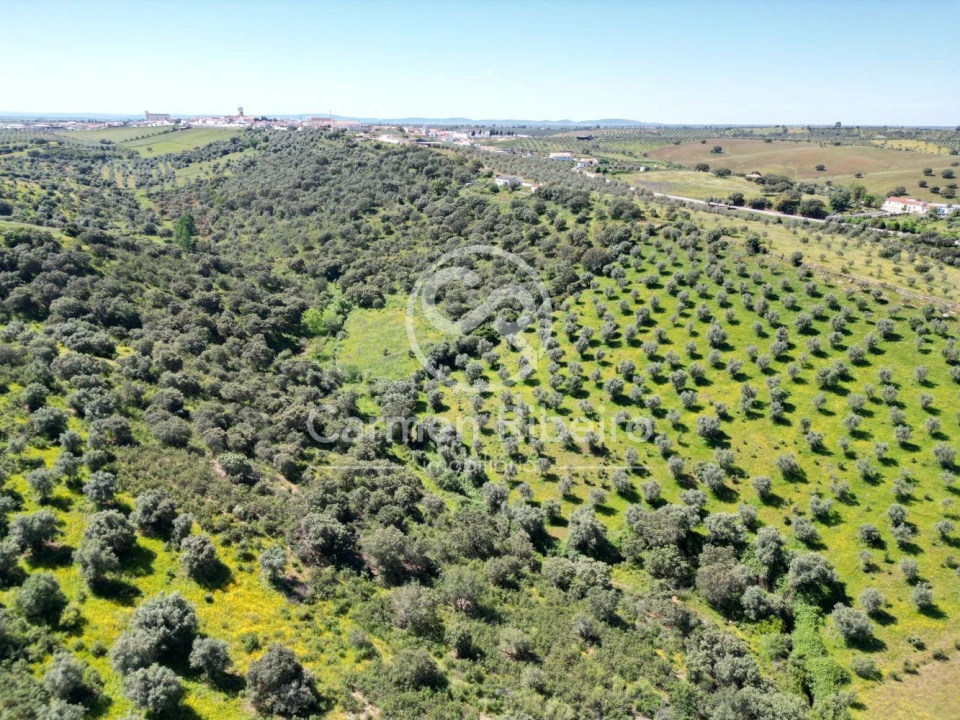 Quinta T5 para Venda em Fronteira Foto 18