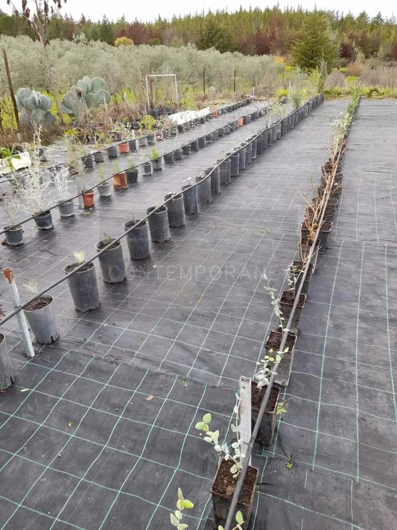 Terreno para Venda em Carvalhais Foto 2