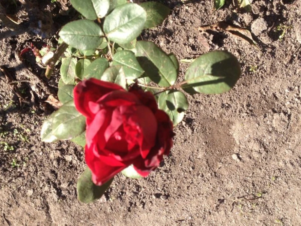 Terreno para Venda em Riba de Ave Foto 1