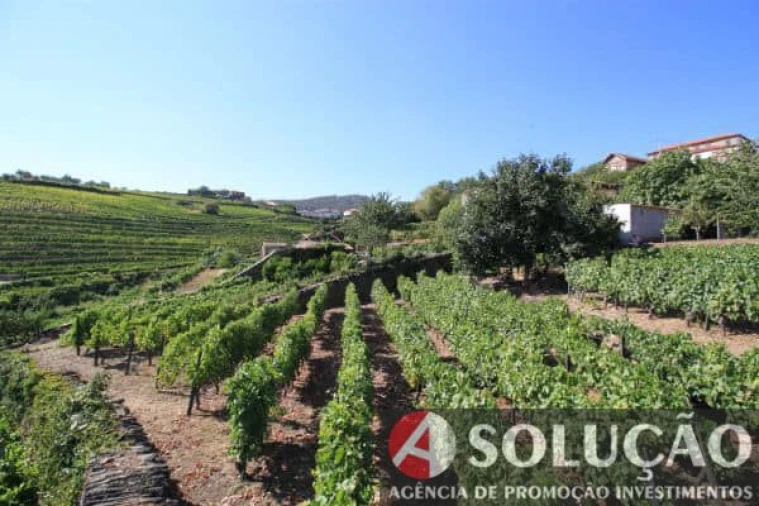Terreno para Venda em Souto Maior Foto 4