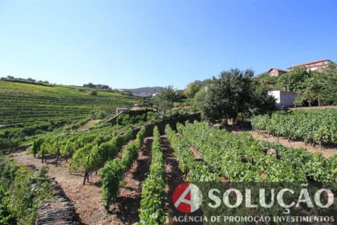 Terreno para Venda em Souto Maior Foto 4