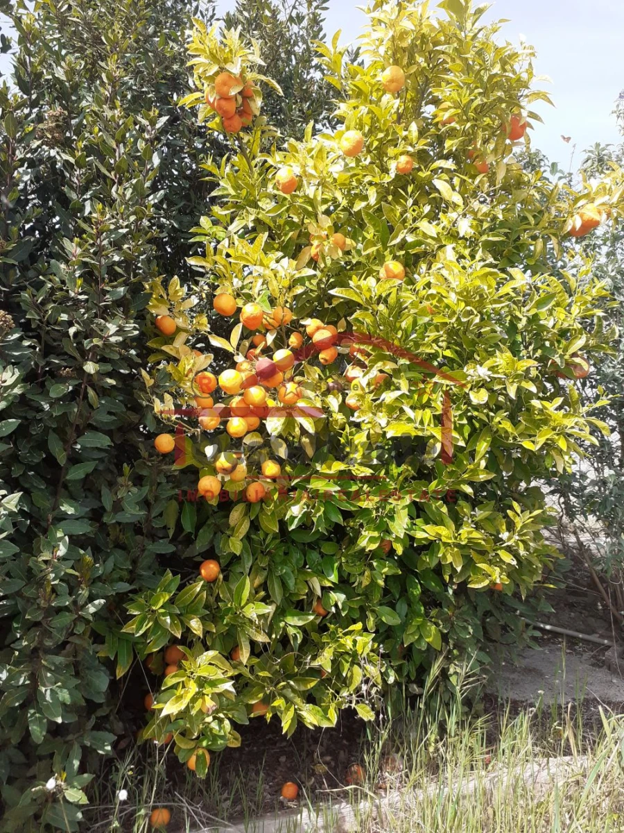 Moradia T2 para Venda em Peral Foto 28