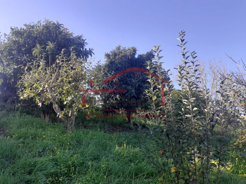 Moradia T2 para Venda em Peral Foto 49