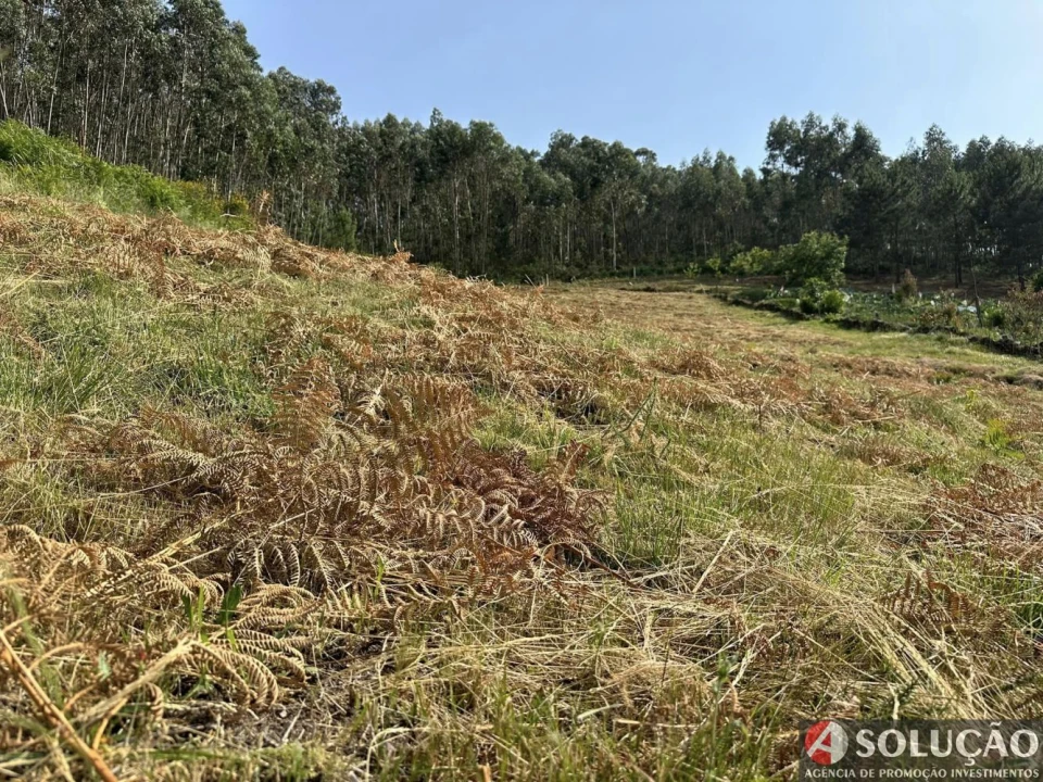 Terreno para Venda em Roriz Foto 6