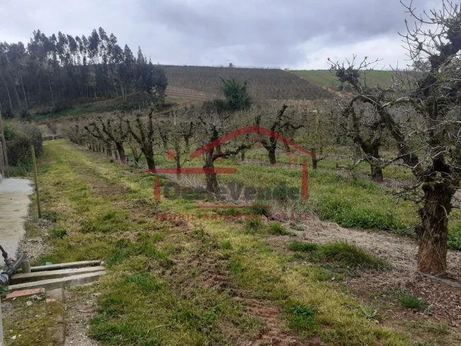 Terreno para Venda em Peral Foto 6