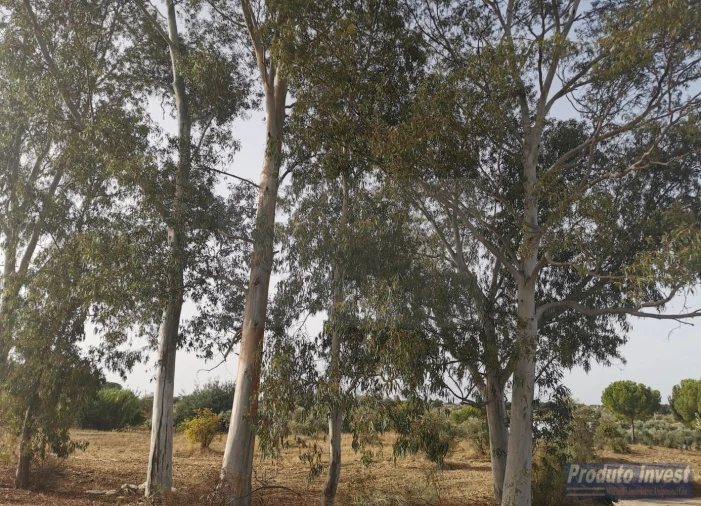 Terreno para Venda em Ladoeiro Foto 12