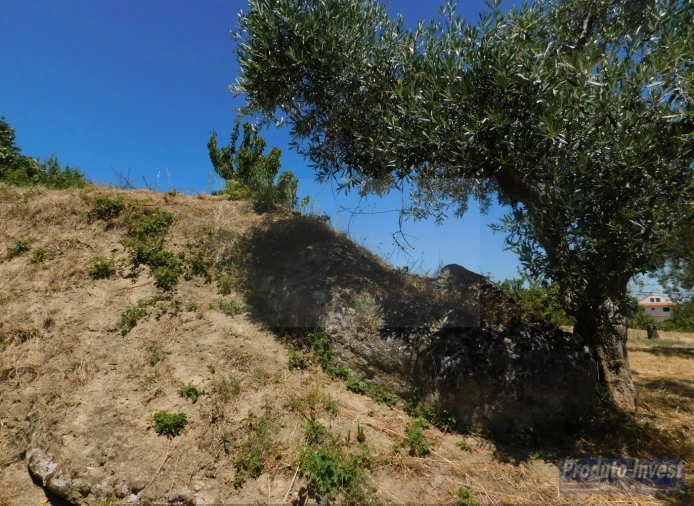 Terreno para Venda em Alpedrinha Foto 8