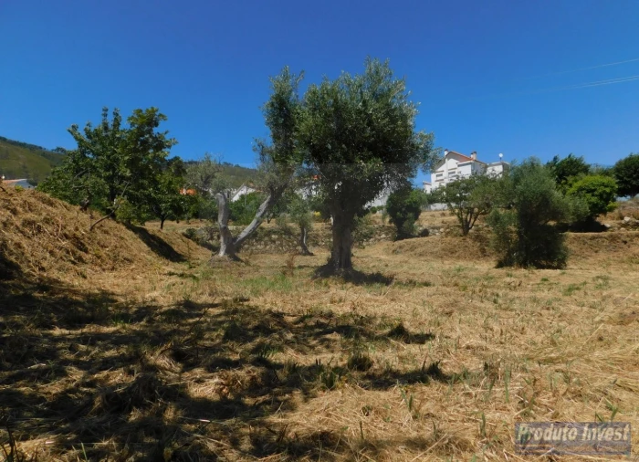 Terreno para Venda em Alpedrinha Foto 5