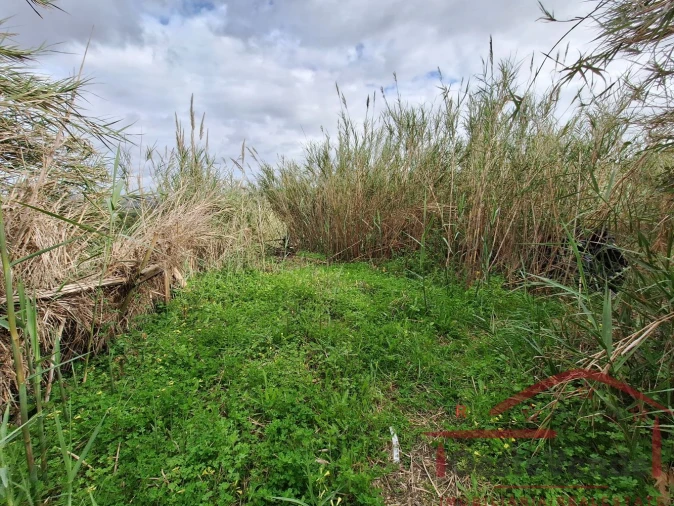 Terreno para Venda em Bombarral e Vale Covo Foto 28