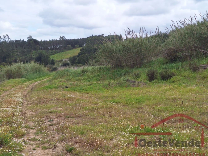 Terreno para Venda em Bombarral e Vale Covo Foto 31