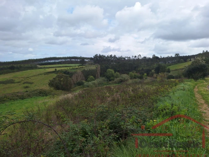 Terreno para Venda em Bombarral e Vale Covo Foto 37