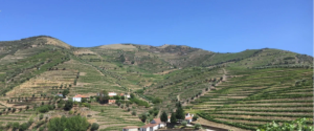 Terreno para Venda em São João da Pesqueira e Várzea de Trevões Foto 2