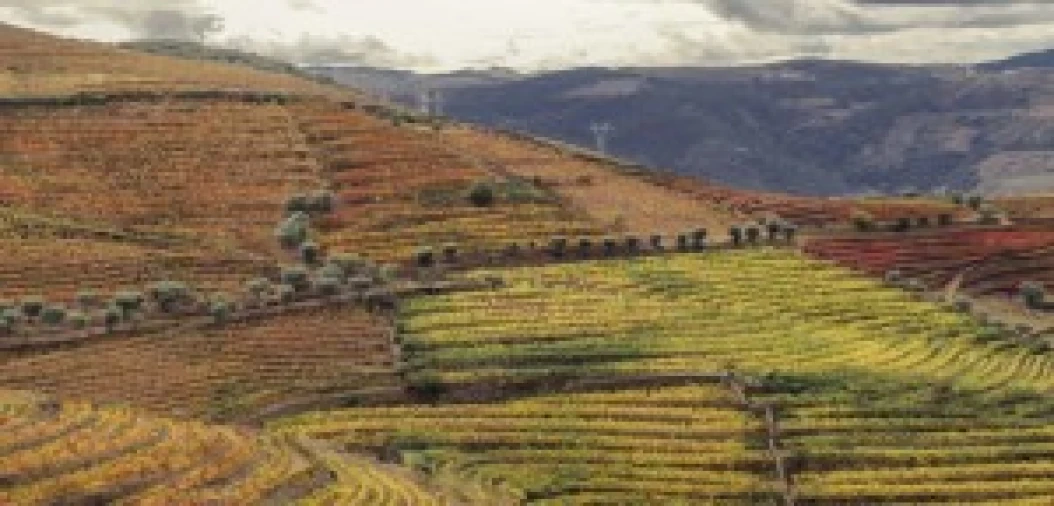 Terreno para Venda em São João da Pesqueira e Várzea de Trevões Foto 11