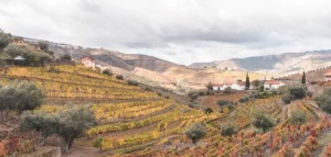 Terreno para Venda em São João da Pesqueira e Várzea de Trevões