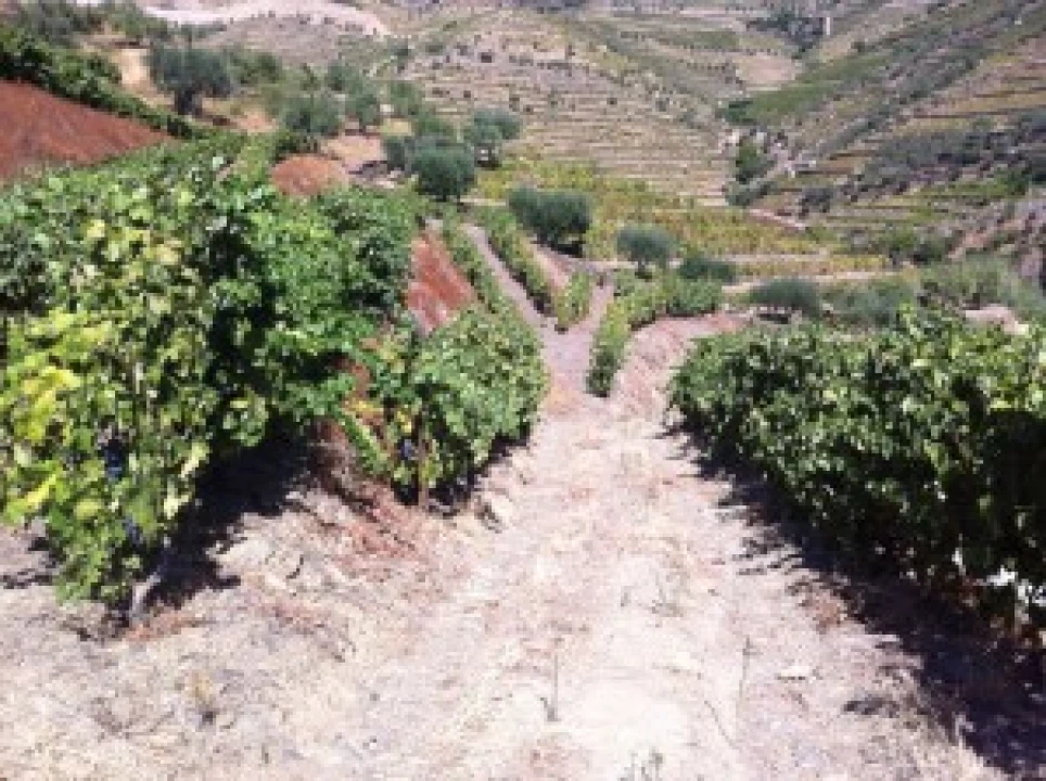 Terreno para Venda em São João da Pesqueira e Várzea de Trevões Foto 5