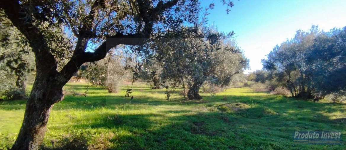 Terreno para Venda em Fundão, Valverde, Donas, A. Joanes, A. Nova Cabo Foto 8