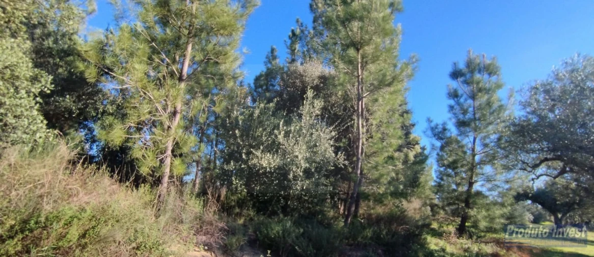 Terreno para Venda em Fundão, Valverde, Donas, A. Joanes, A. Nova Cabo Foto 10