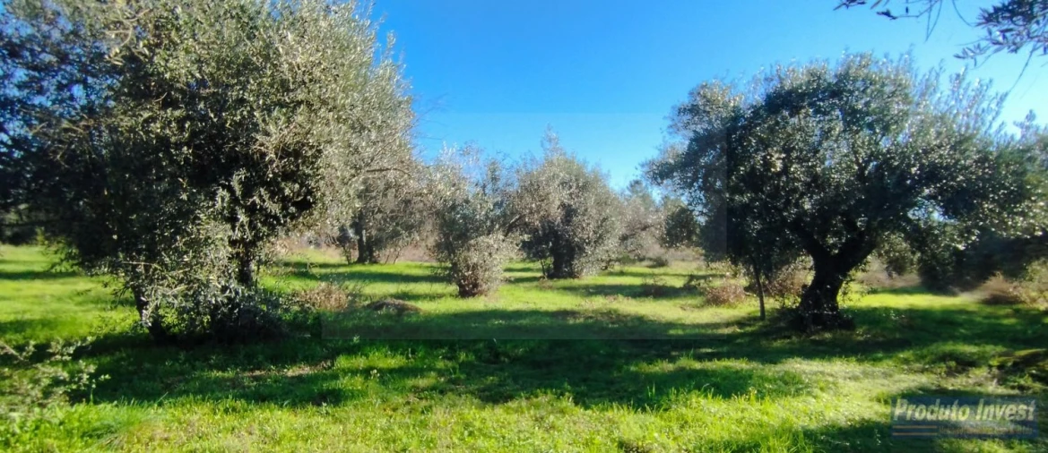 Terreno para Venda em Fundão, Valverde, Donas, A. Joanes, A. Nova Cabo Foto 1