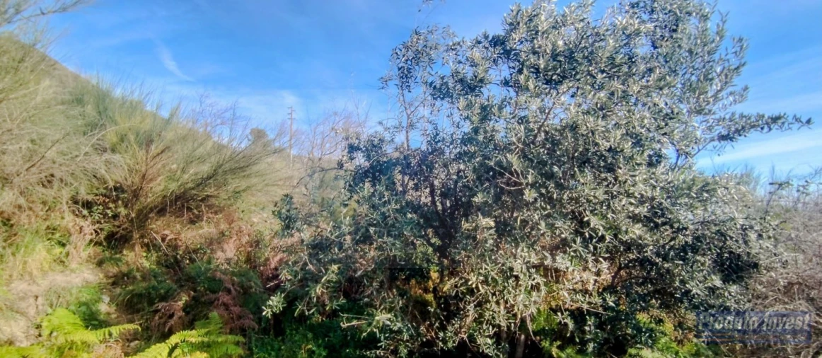 Quinta T0 para Venda em Alpedrinha Foto 16