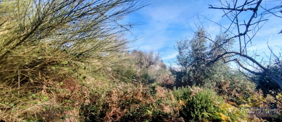 Quinta T0 para Venda em Alpedrinha Foto 17