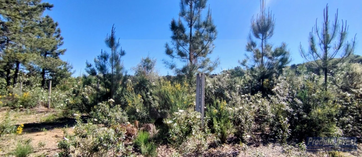 Terreno para Venda em Peraboa Foto 5