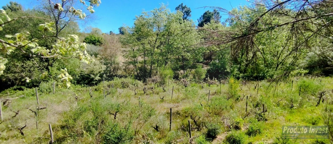 Terreno para Venda em Peraboa Foto 15