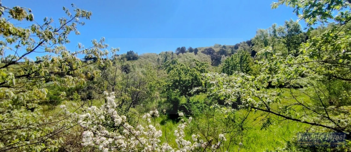 Terreno para Venda em Peraboa Foto 12