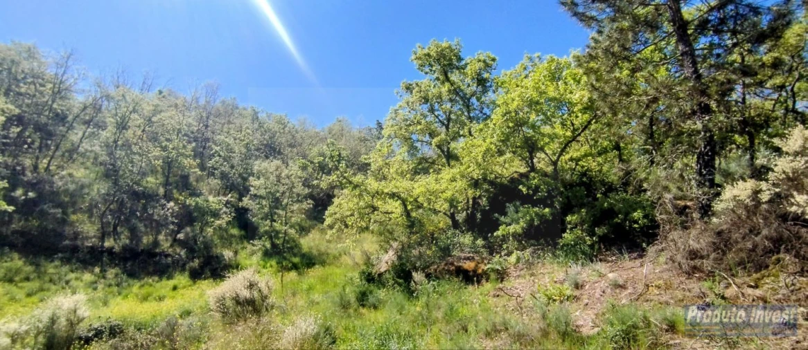 Terreno para Venda em Peraboa Foto 19