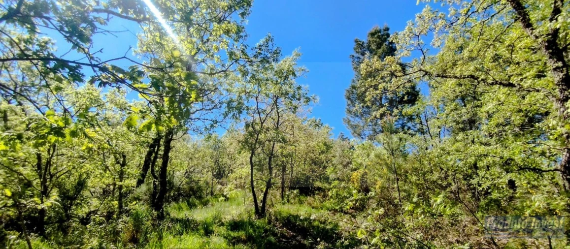 Terreno para Venda em Peraboa Foto 20