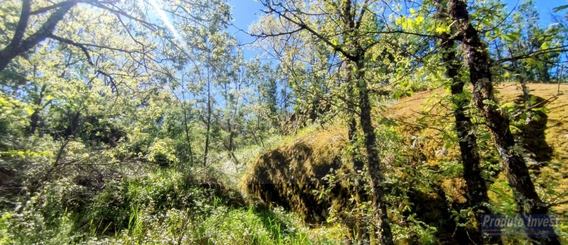 Terreno para Venda em Peraboa Foto 21