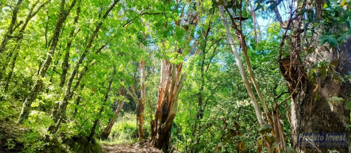 Terreno para Venda em Peraboa