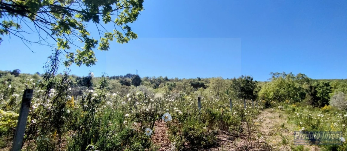 Terreno para Venda em Peraboa Foto 8
