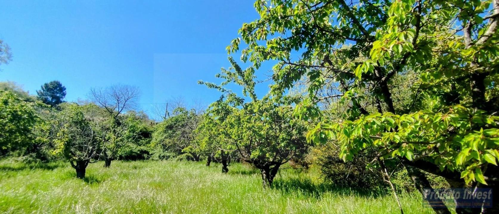 Terreno para Venda em Peraboa Foto 3