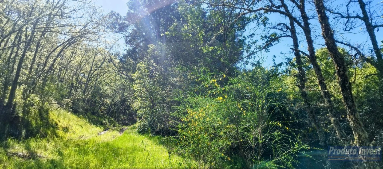 Terreno para Venda em Peraboa Foto 16