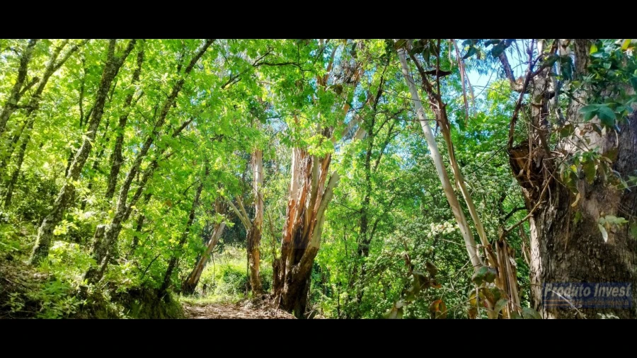 Terreno para Venda em Peraboa