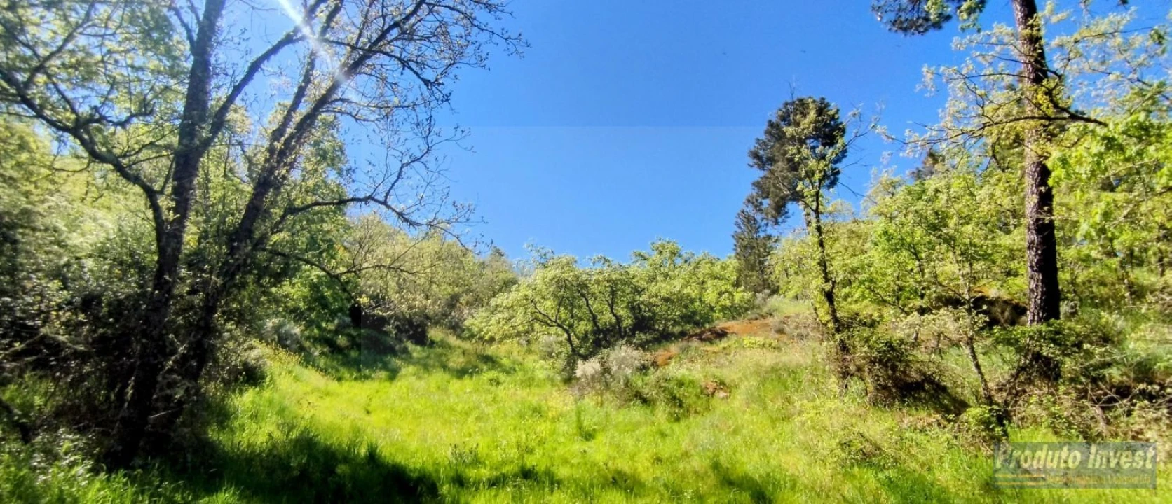 Terreno para Venda em Peraboa Foto 17