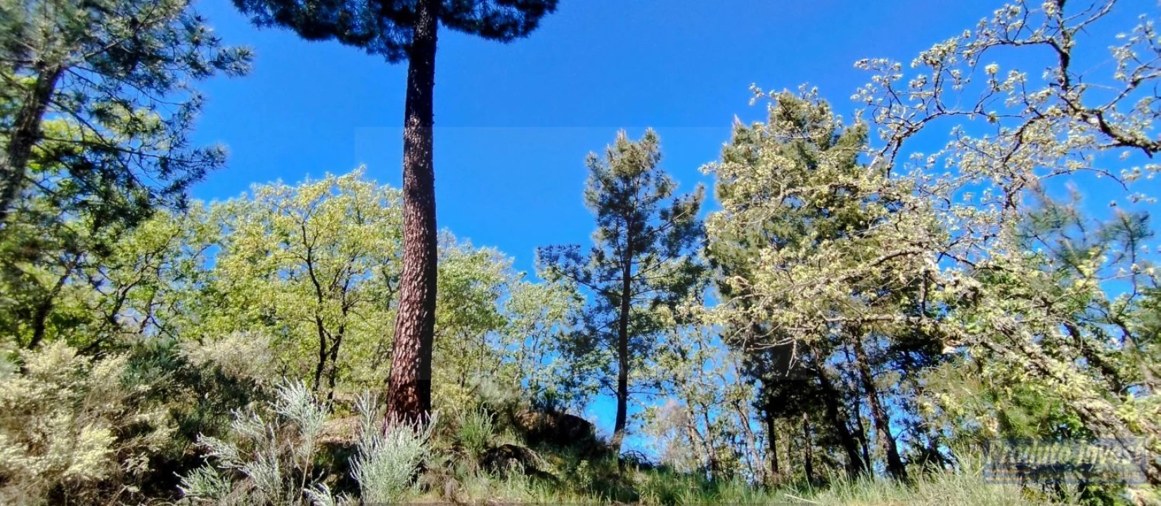 Terreno para Venda em Peraboa Foto 18