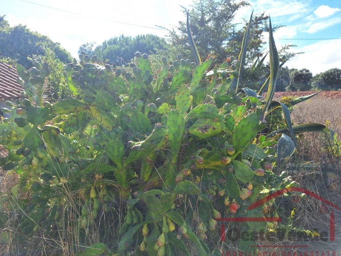 Moradia T2 para Venda em Painho e Figueiros Foto 32