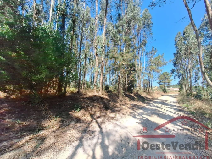 Terreno para Venda em Alcoentre Foto 9