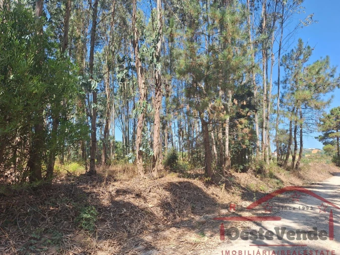 Terreno para Venda em Alcoentre Foto 8