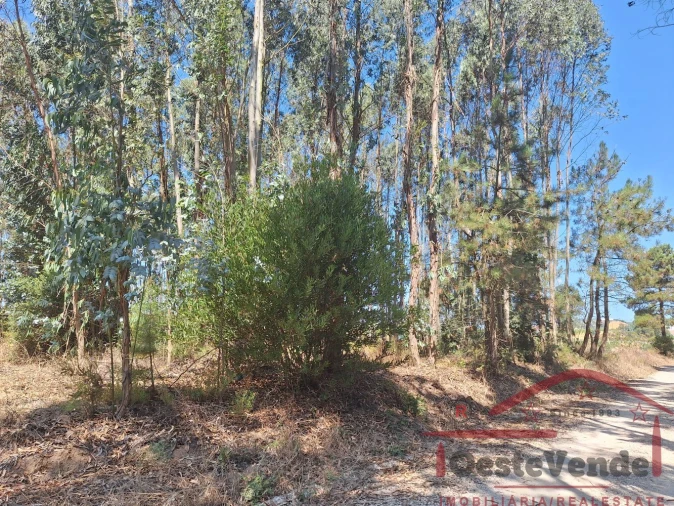 Terreno para Venda em Alcoentre Foto 12