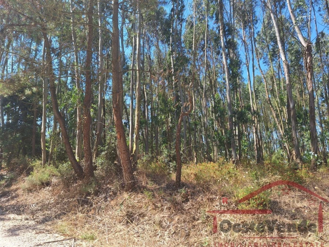 Terreno para Venda em Alcoentre Foto 7