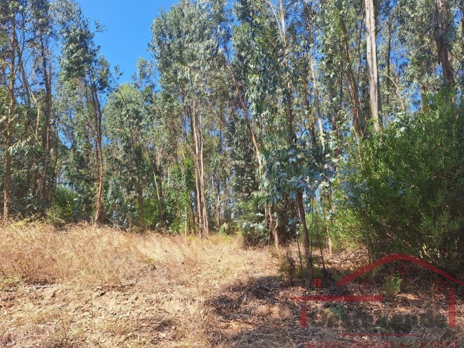 Terreno para Venda em Alcoentre Foto 11