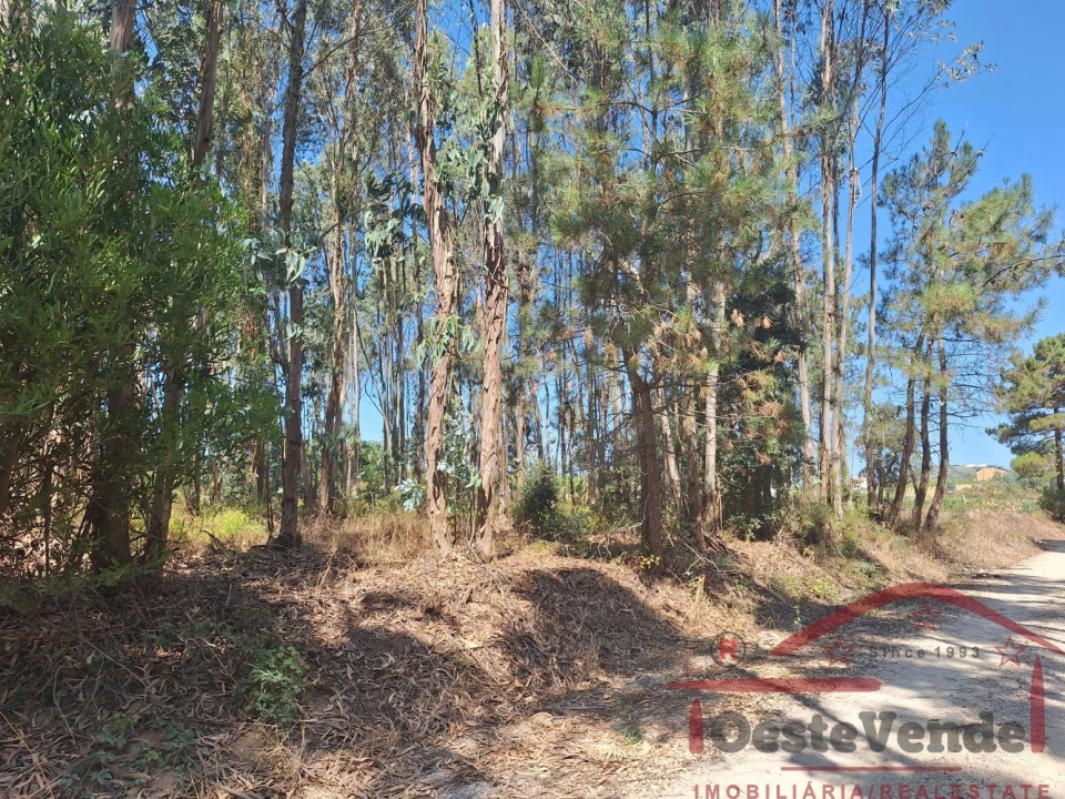 Terreno para Venda em Alcoentre Foto 8